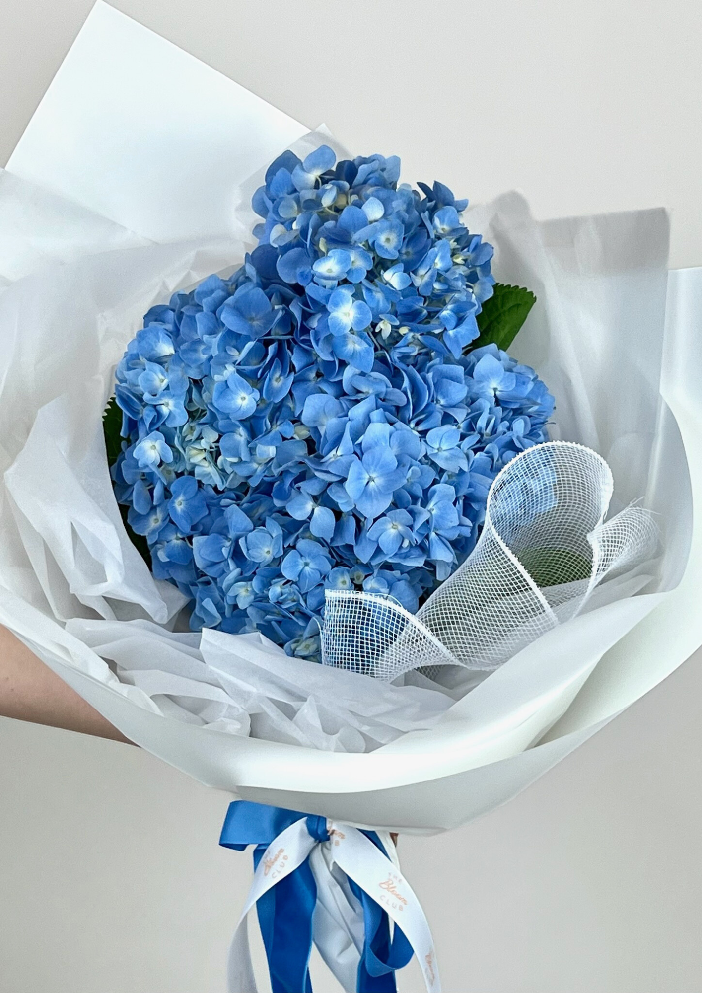 EN MASSE HYDRANGEA